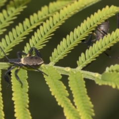 Mictis profana at Queanbeyan East, NSW - 13 Mar 2019