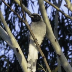 Coracina novaehollandiae (Black-faced Cuckooshrike) at Greenway, ACT - 10 Mar 2019 by JonSteinbeck