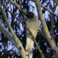 Coracina novaehollandiae at Greenway, ACT - 10 Mar 2019 07:27 AM