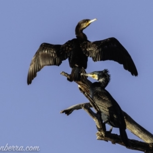 Phalacrocorax carbo at Greenway, ACT - 10 Mar 2019 08:35 AM