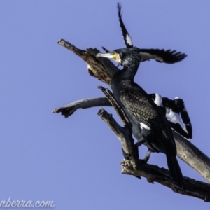 Phalacrocorax carbo at Greenway, ACT - 10 Mar 2019 08:35 AM