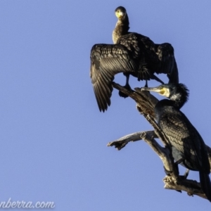 Phalacrocorax carbo at Greenway, ACT - 10 Mar 2019 08:35 AM