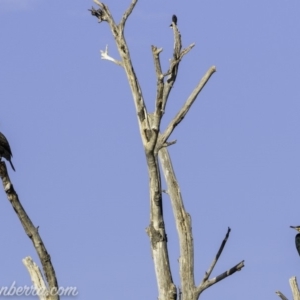 Phalacrocorax carbo at Greenway, ACT - 10 Mar 2019 08:35 AM