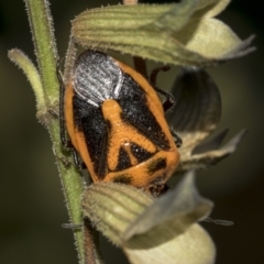 Agonoscelis rutila (Horehound bug) at Higgins, ACT - 13 Mar 2019 by AlisonMilton