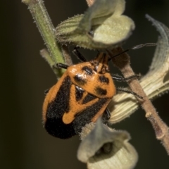 Agonoscelis rutila at Higgins, ACT - 13 Mar 2019 04:53 PM