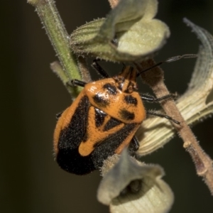 Agonoscelis rutila at Higgins, ACT - 13 Mar 2019