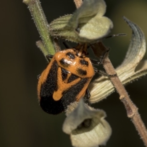 Agonoscelis rutila at Higgins, ACT - 13 Mar 2019 04:53 PM