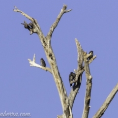 Artamus cyanopterus (Dusky Woodswallow) at Greenway, ACT - 9 Mar 2019 by BIrdsinCanberra