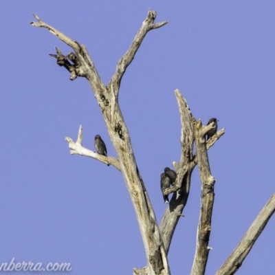 Artamus cyanopterus (Dusky Woodswallow) at Greenway, ACT - 10 Mar 2019 by JonSteinbeck