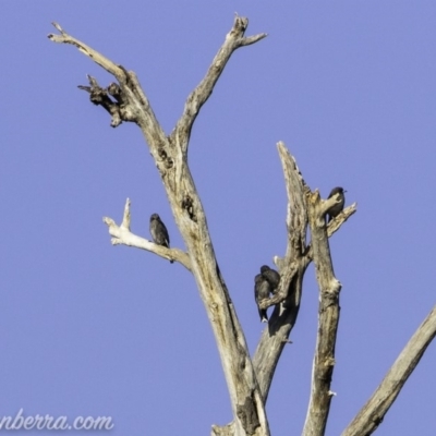 Artamus cyanopterus (Dusky Woodswallow) at Pine Island to Point Hut - 9 Mar 2019 by BIrdsinCanberra