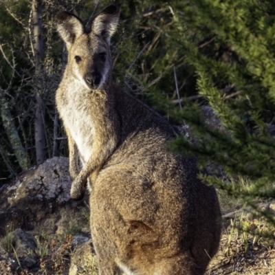 Notamacropus rufogriseus (Red-necked Wallaby) at Greenway, ACT - 10 Mar 2019 by JonSteinbeck