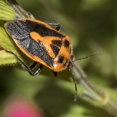 Agonoscelis rutila (Horehound bug) at QPRC LGA - 12 Mar 2019 by AlisonMilton