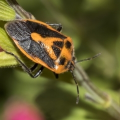 Agonoscelis rutila (Horehound bug) at Queanbeyan East, NSW - 12 Mar 2019 by AlisonMilton