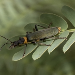 Chauliognathus lugubris at Queanbeyan East, NSW - 13 Mar 2019 11:29 AM