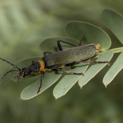 Chauliognathus lugubris (Plague Soldier Beetle) at QPRC LGA - 13 Mar 2019 by AlisonMilton