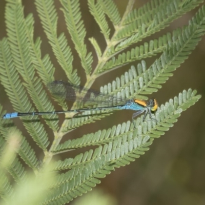 Pseudagrion aureofrons (Gold-fronted Riverdamsel) at Queanbeyan East, NSW - 13 Mar 2019 by AlisonMilton