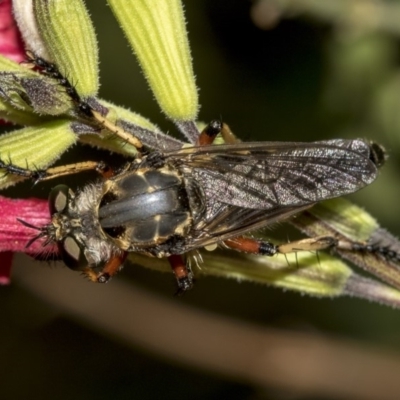 Thereutria amaraca (Spine-legged Robber Fly) at Higgins, ACT - 13 Mar 2019 by AlisonMilton