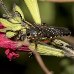 Thereutria amaraca at Higgins, ACT - 13 Mar 2019 04:50 PM