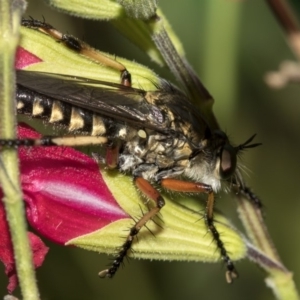 Thereutria amaraca at Higgins, ACT - 13 Mar 2019 04:50 PM