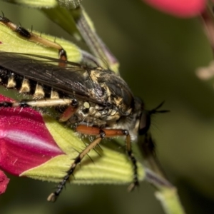 Thereutria amaraca at Higgins, ACT - 13 Mar 2019 04:50 PM