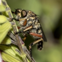 Thereutria amaraca at Higgins, ACT - 13 Mar 2019 04:50 PM