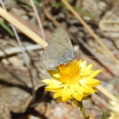 Zizina otis (Common Grass-Blue) at Mount Taylor - 11 Mar 2019 by MatthewFrawley