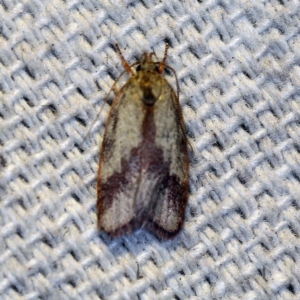 Garrha phoenopis at O'Connor, ACT - 9 Mar 2019