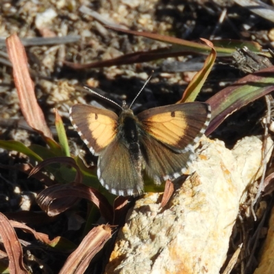 Lucia limbaria (Chequered Copper) at Mount Taylor - 11 Mar 2019 by MatthewFrawley