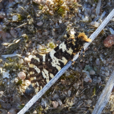 Ardiosteres moretonella (Scruffy Case Moth) at Mount Taylor - 11 Mar 2019 by MatthewFrawley