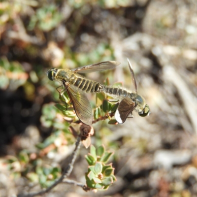 Comptosia sp. (genus) (Unidentified Comptosia bee fly) at Mount Taylor - 11 Mar 2019 by MatthewFrawley