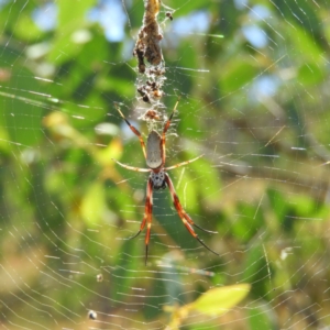 Trichonephila edulis at Kambah, ACT - 11 Mar 2019