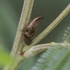 Philagra parva (Beaked spittlebug) at Queanbeyan East, NSW - 13 Mar 2019 by AlisonMilton