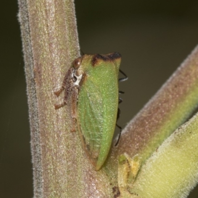 Sextius virescens (Acacia horned treehopper) at Queanbeyan River - 13 Mar 2019 by AlisonMilton