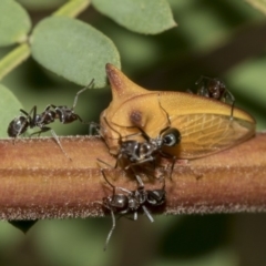 Sextius virescens (Acacia horned treehopper) at QPRC LGA - 13 Mar 2019 by AlisonMilton