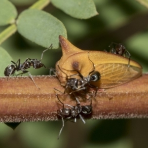 Sextius virescens at Queanbeyan East, NSW - 13 Mar 2019