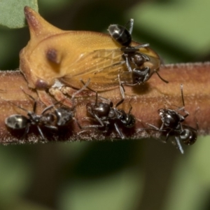 Iridomyrmex rufoniger at Queanbeyan East, NSW - 13 Mar 2019