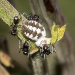 Melanococcus albizziae (Acacia Mealybug) at Queanbeyan East, NSW - 13 Mar 2019 by AlisonMilton