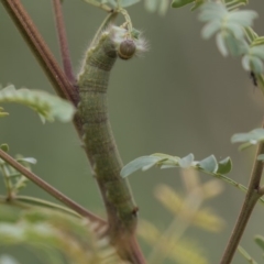 Pararguda nasuta (Wattle Snout Moth) at Queanbeyan East, NSW - 13 Mar 2019 by AlisonMilton