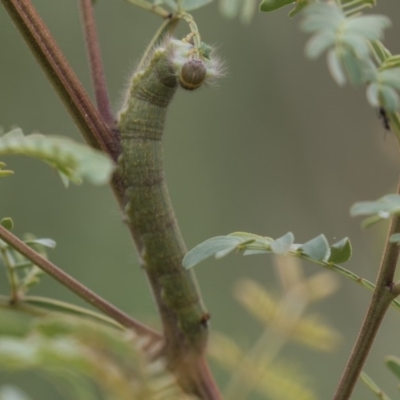 Pararguda nasuta (Wattle Snout Moth) at Queanbeyan East, NSW - 13 Mar 2019 by AlisonMilton