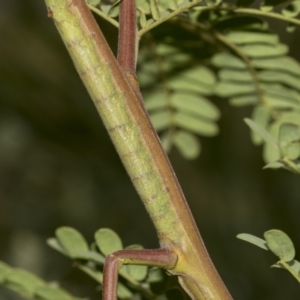 Pararguda nasuta at Queanbeyan East, NSW - 13 Mar 2019 11:19 AM