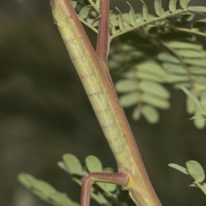 Pararguda nasuta at Queanbeyan East, NSW - 13 Mar 2019