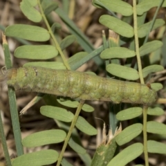 Pararguda nasuta at Queanbeyan East, NSW - 13 Mar 2019