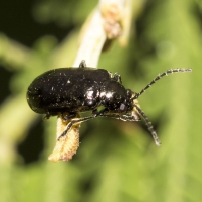 Chrysomelidae sp. (family) (Unidentified Leaf Beetle) at QPRC LGA - 13 Mar 2019 by AlisonMilton