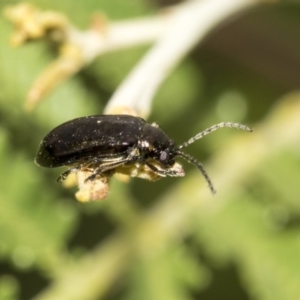 Chrysomelidae sp. (family) at Queanbeyan East, NSW - 13 Mar 2019