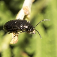 Chrysomelidae sp. (family) at Queanbeyan East, NSW - 13 Mar 2019