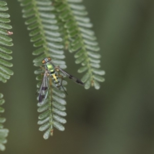 Dolichopodidae (family) at Queanbeyan East, NSW - 13 Mar 2019