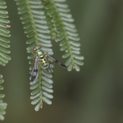 Dolichopodidae (family) (Unidentified Long-legged fly) at QPRC LGA - 12 Mar 2019 by AlisonMilton