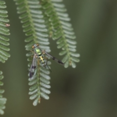 Dolichopodidae sp. (family) (Unidentified Long-legged fly) at Queanbeyan East, NSW - 12 Mar 2019 by AlisonMilton