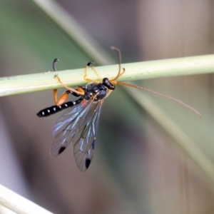 Echthromorpha intricatoria at Queanbeyan East, NSW - 13 Mar 2019