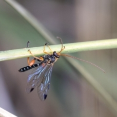 Echthromorpha intricatoria at Queanbeyan East, NSW - 13 Mar 2019